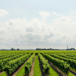 Crescimento Moderado da Economia Brasileira Indica Necessidade de Estratégias Sustentáveis para Impulsionar o PIB